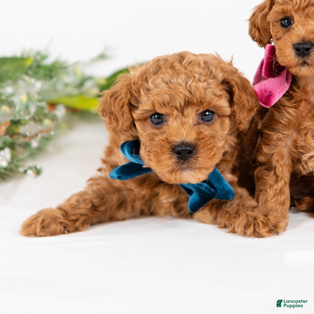 Mini Goldendoodle dogs for sale: Parker - Ad 3