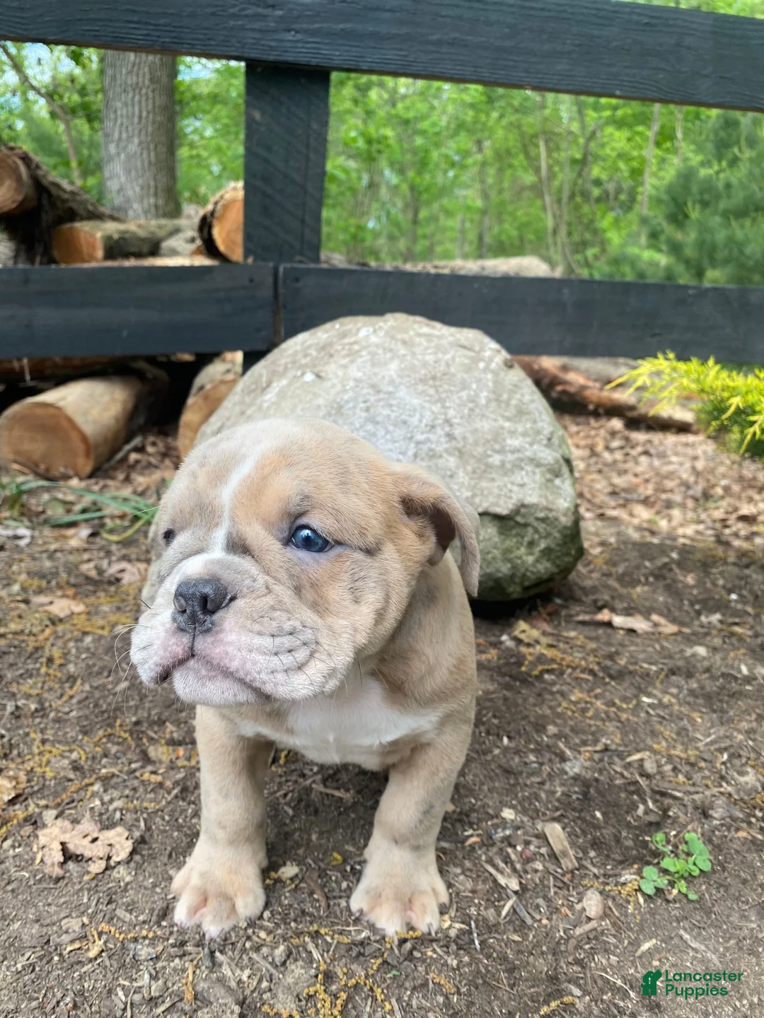 Mixed Breed dogs for sale: Beast - Ad 9