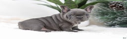 French Bulldog dogs for sale: Tara - Ad 7