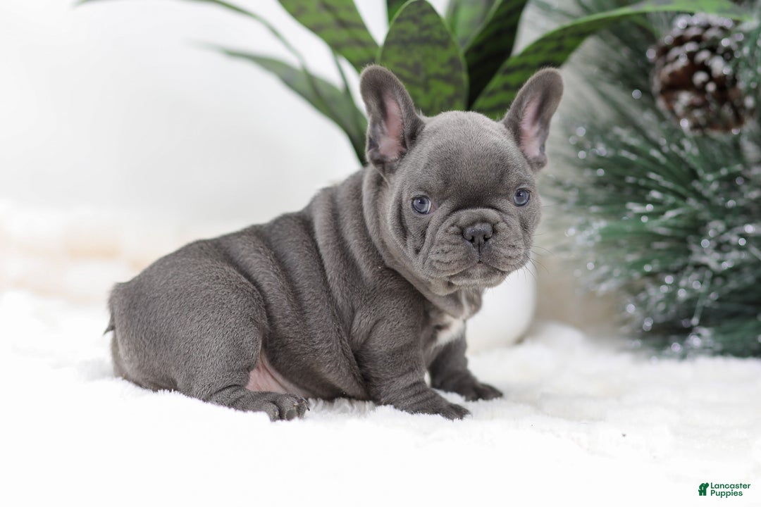 French Bulldog dogs for sale: Tara - Ad 7
