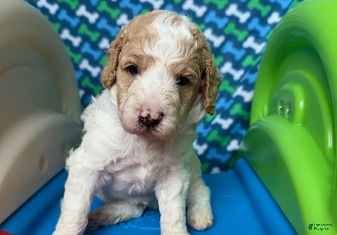 Standard Poodle dogs for sale: France - Ad 1