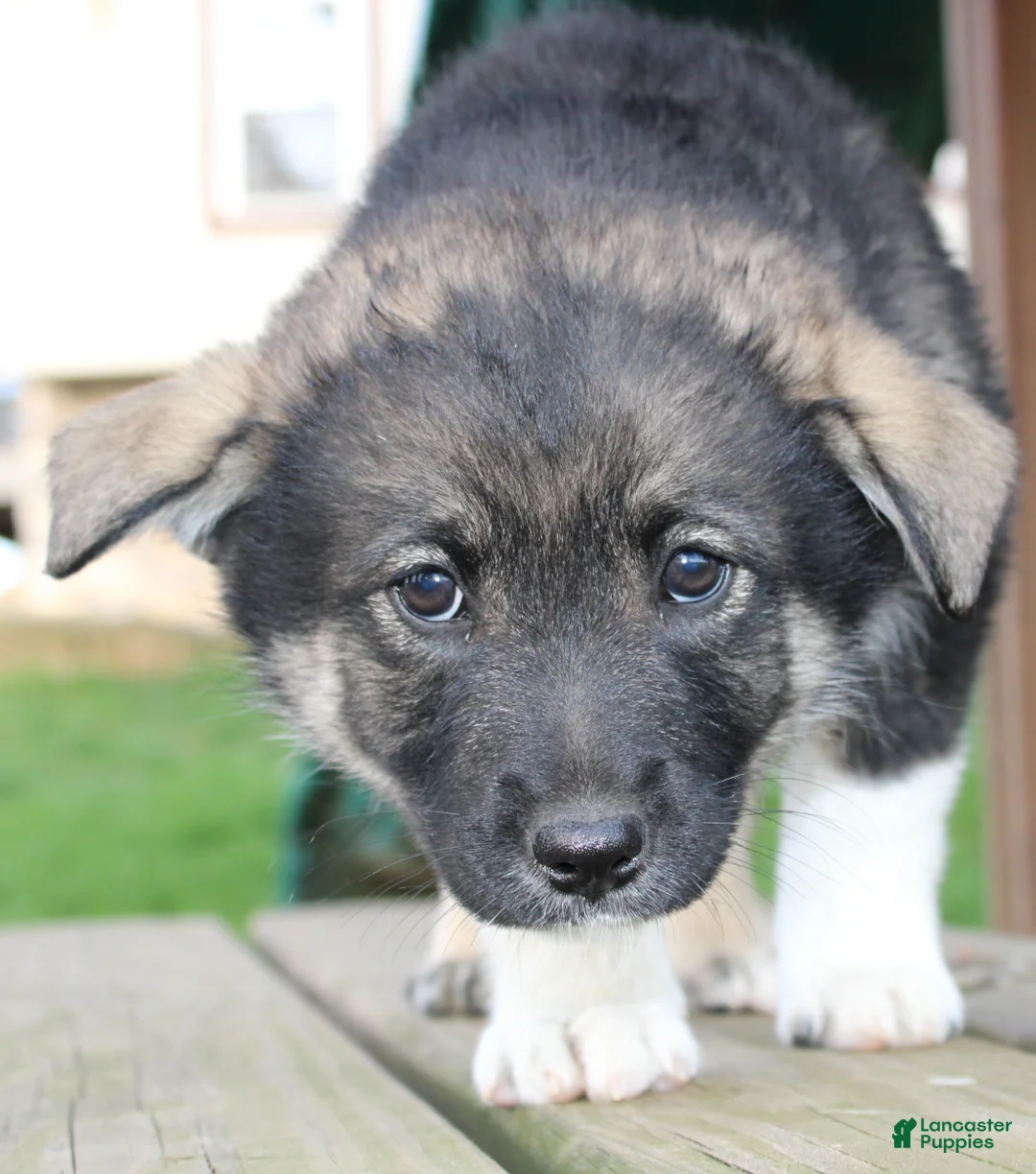 Mixed Breed dogs for sale: Sky - Ad 1