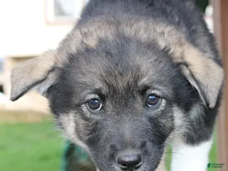 Mixed Breed dogs for sale: Sky - Ad 1