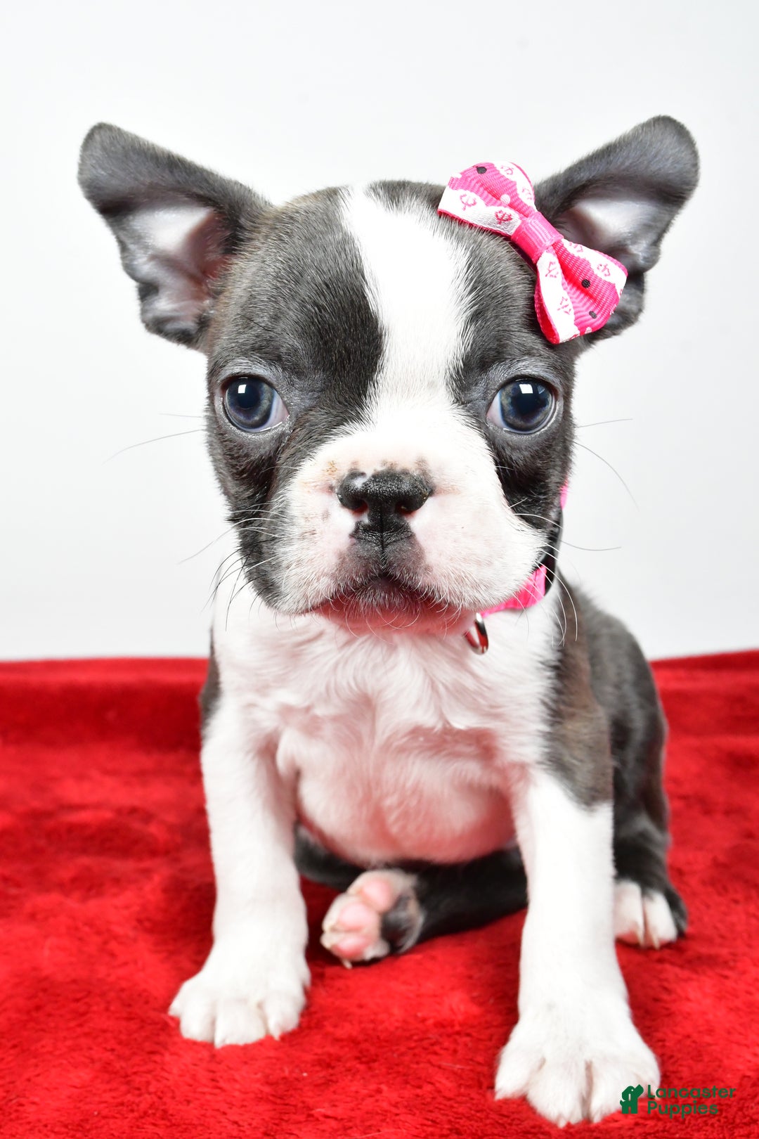 Boston Terrier dogs for sale: Luna - Ad 5