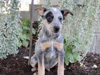 Australian Cattle Dog dogs - Ad 20