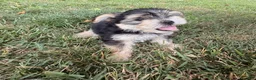Morkie dogs for sale: Conner - Ad 8