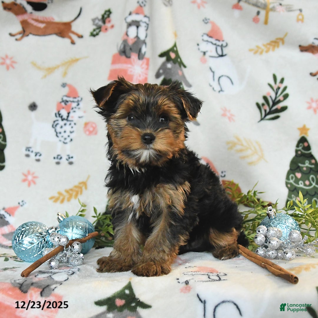 Yorkshire Terrier dogs for sale: Wesley - Ad 1