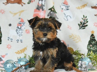 Yorkshire Terrier dogs Wesley - Ad 38