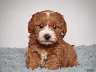 Mini Goldendoodle dogs Ms. Kiki - Ad 4