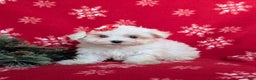 Maltese dogs for sale: Brea 7 lbs Full Grown - Ad 3