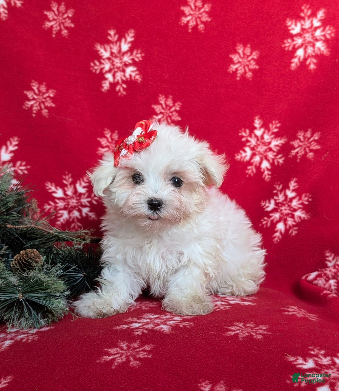 Maltese dogs for sale: Brea 7 lbs Full Grown - Ad 3