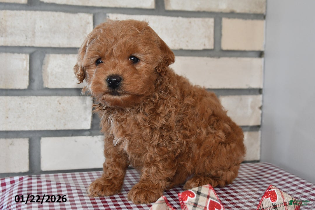 Bichpoo dogs for sale: Calvin - Ad 2