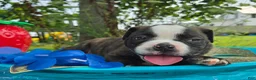 Olde English Bulldogge dogs for sale: Henry - Ad 1