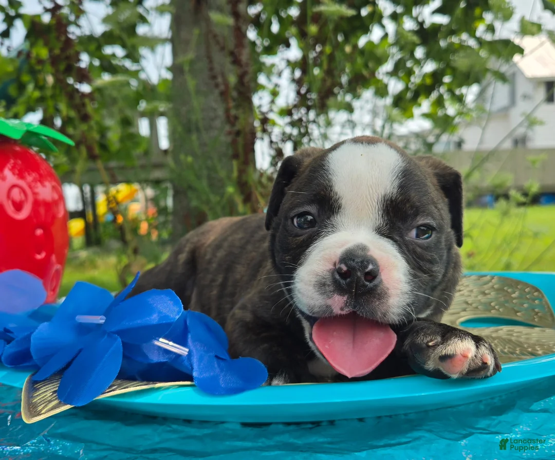 Olde English Bulldogge dogs for sale: Henry - Ad 1