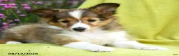 Shetland Sheepdog dogs for sale: Tori - Ad 5