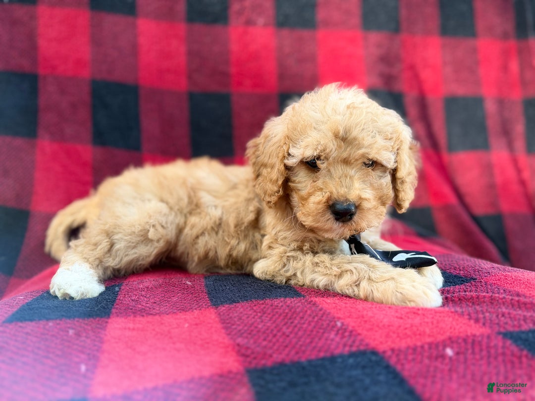 Cavapoo dogs for sale: Dexter - Ad 2