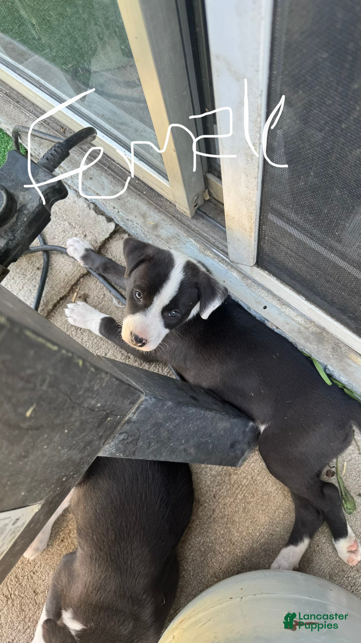 Mixed Breed dogs Female - Ad 6