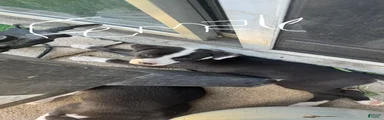 Female