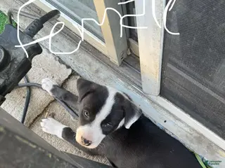 Mixed Breed dogs Female - Ad 6