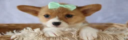 Welsh Corgi Pembroke dogs for sale: Zella 💗 - Ad 7