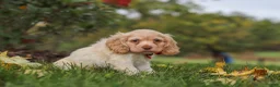 Cocker Spaniel dogs for sale: Acorn - Ad 5