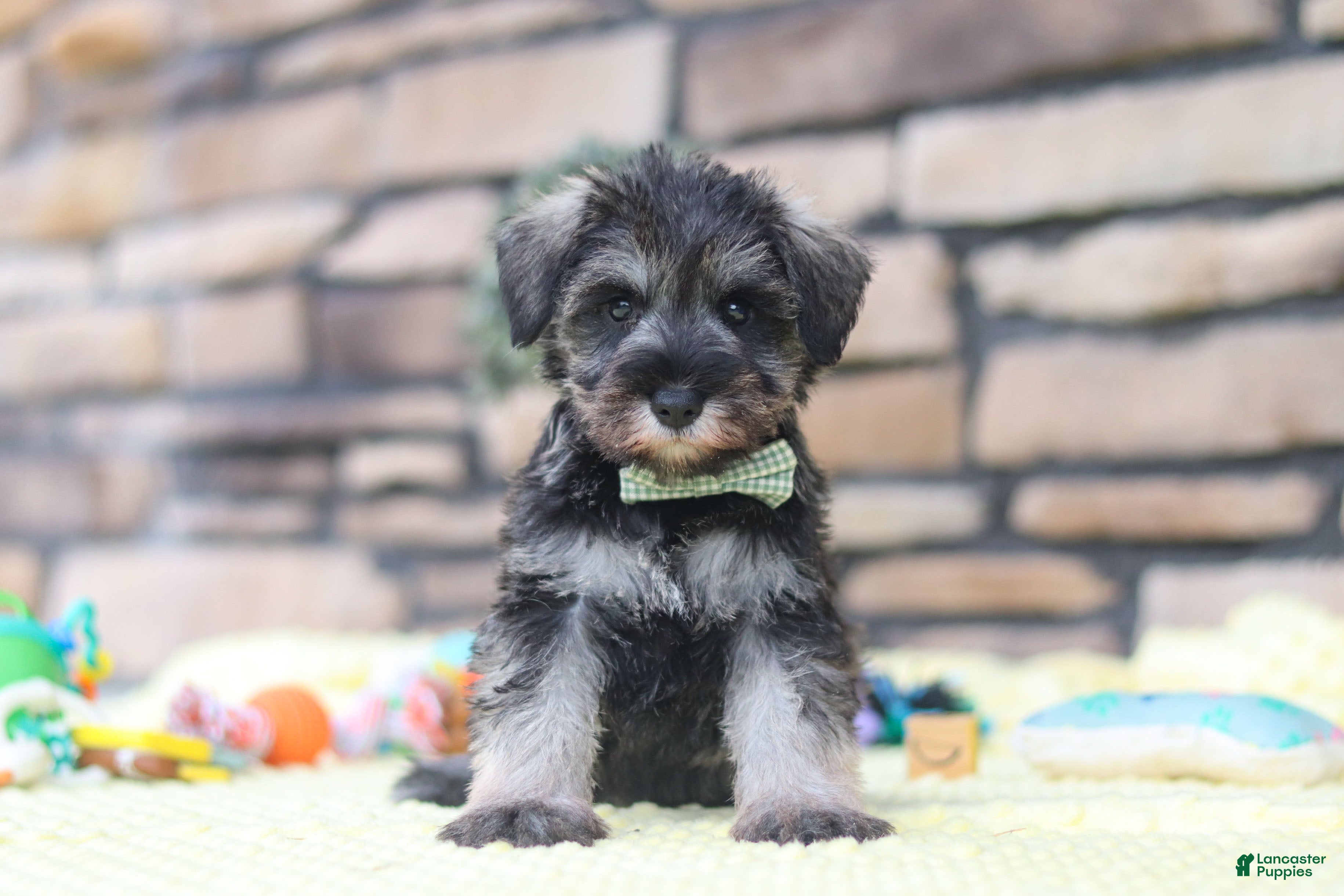 Miniature Schnauzer dogs Harley - Ad 1