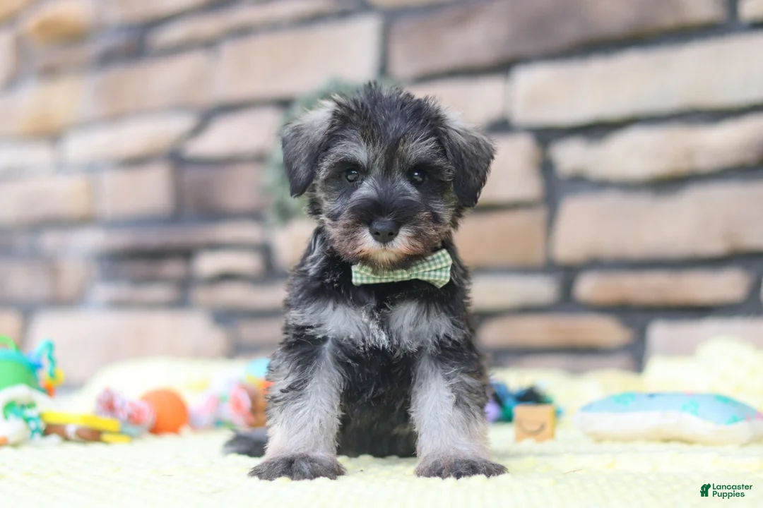 Miniature Schnauzer dogs for sale: Harley - Ad 1