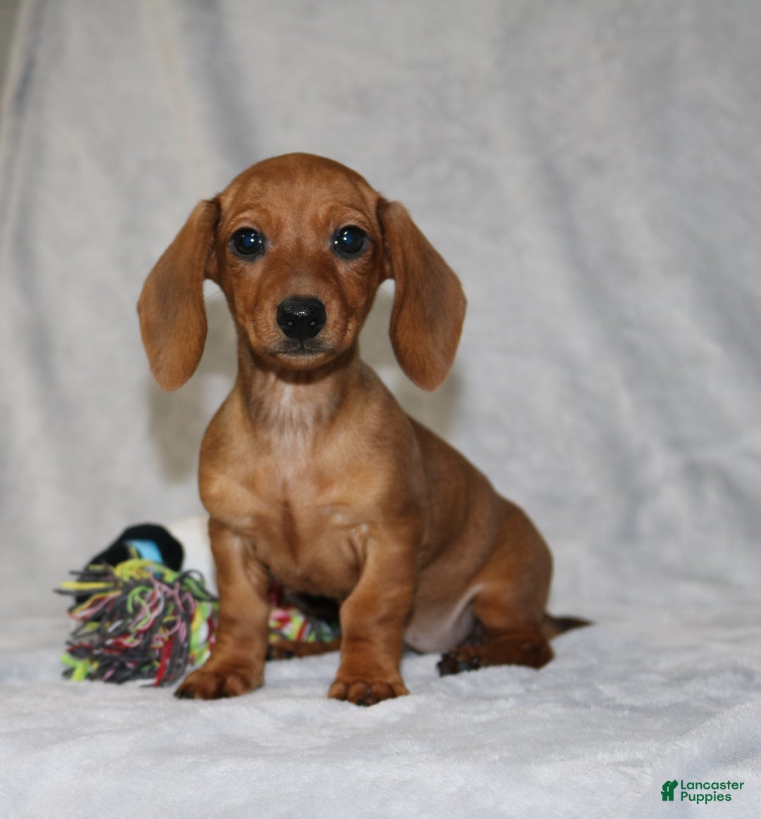 Miniature Dachshund dogs for sale: Chole - Ad 1