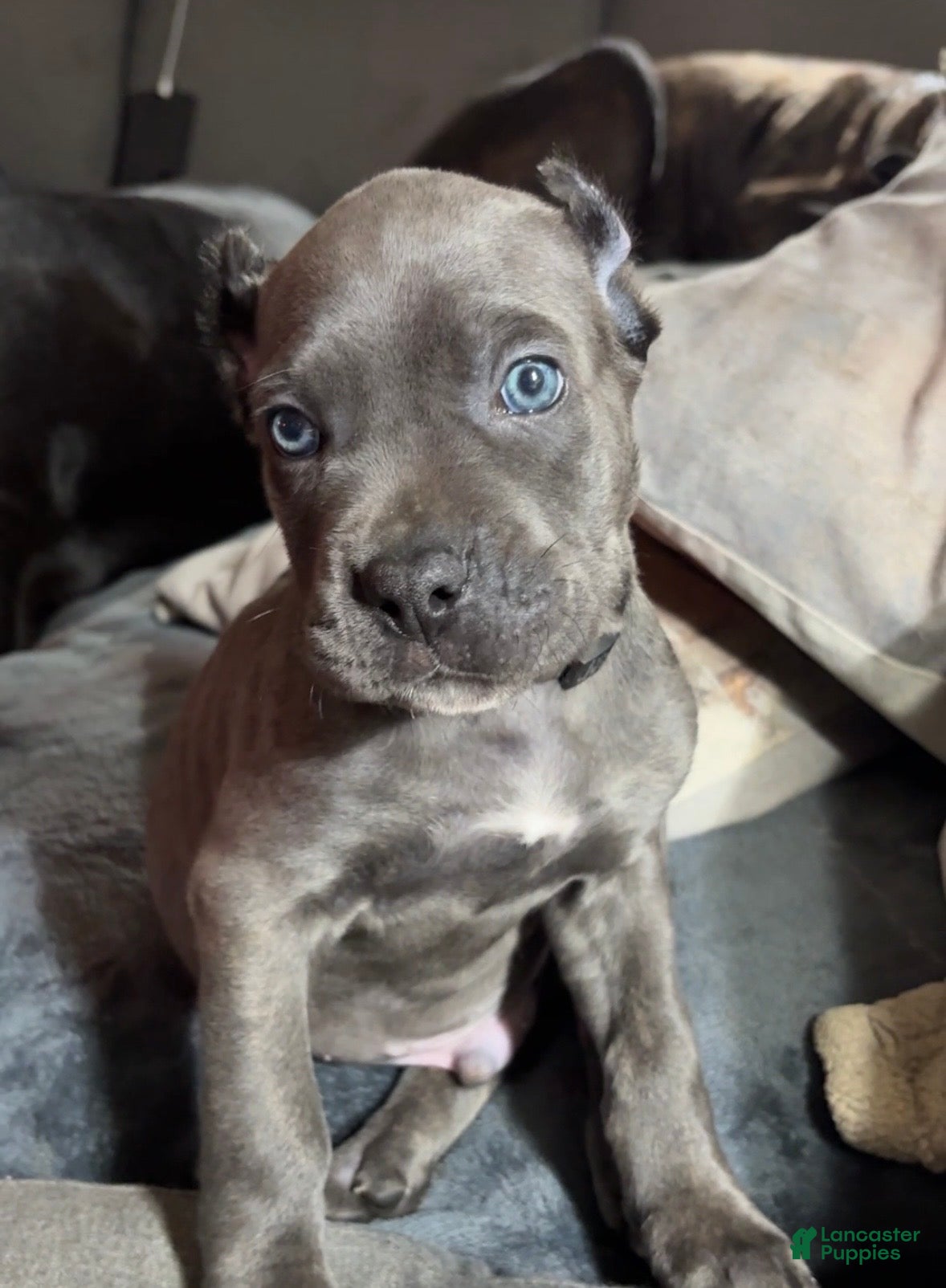 Cane Corso dogs Black - Ad 28