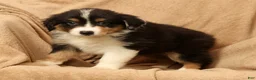 Miniature Australian Shepherd dogs for sale: Jade - Ad 9
