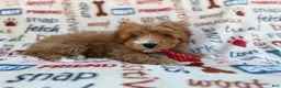 Cavapoo dogs for sale: Scrappy  - Ad 7