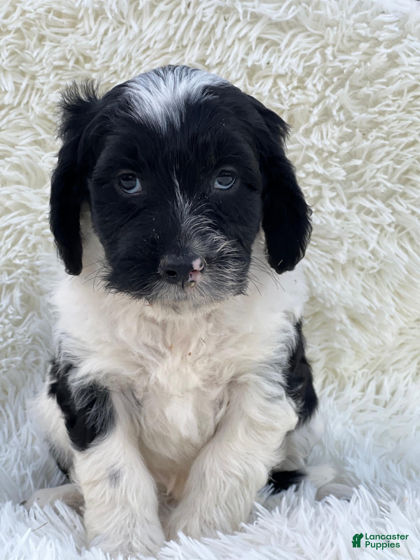 Mixed Breed dogs for sale: Chloe - Ad 1