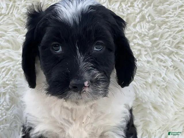 Mixed Breed dogs for sale: Chloe - Ad 1