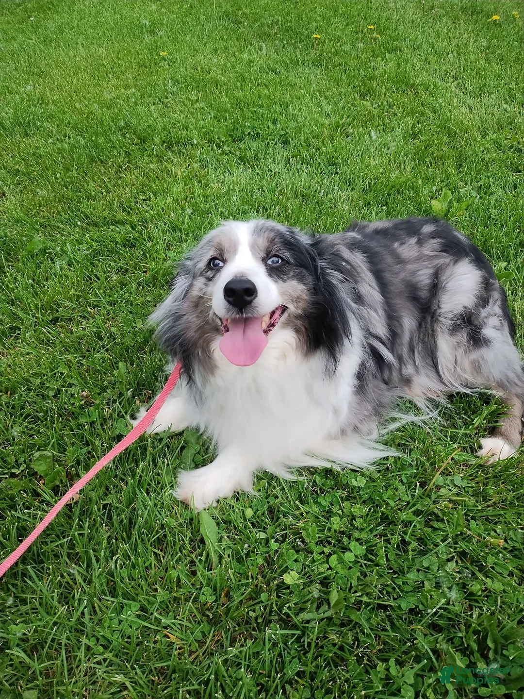 Mini Aussiedoodle dogs for sale: Oreo  - Ad 6