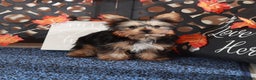 Yorkshire Terrier dogs for sale: Sherlock - Ad 4