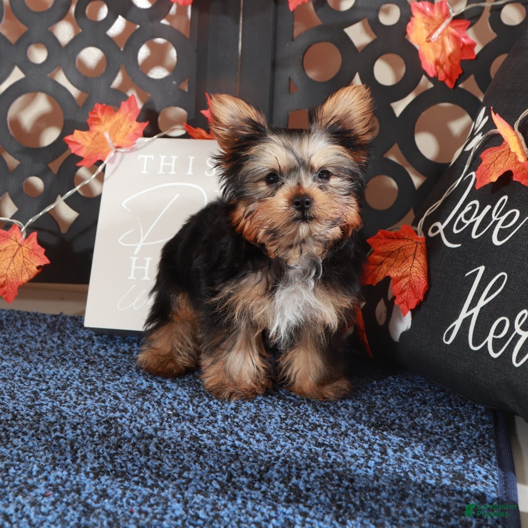 Yorkshire Terrier dogs for sale: Sherlock - Ad 4