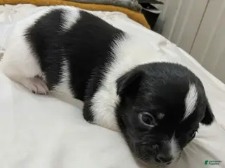 Chihuahua dogs Bellaire🩵 - Ad 7