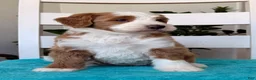 Bernedoodle dogs for sale: Maddie - Ad 3