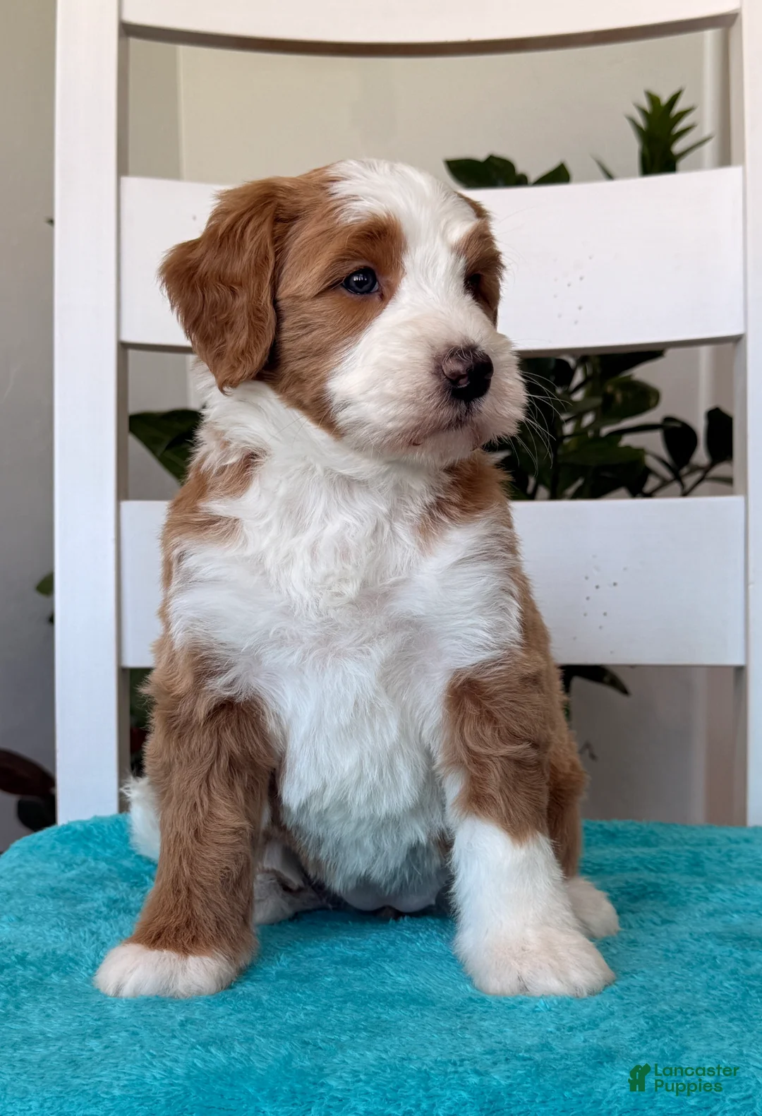 Bernedoodle dogs for sale: Maddie - Ad 3