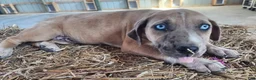 Catahoula Leopard Dog dogs for sale: Duchess 2026 Female 2 - Ad 4