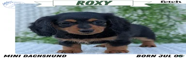 Roxy