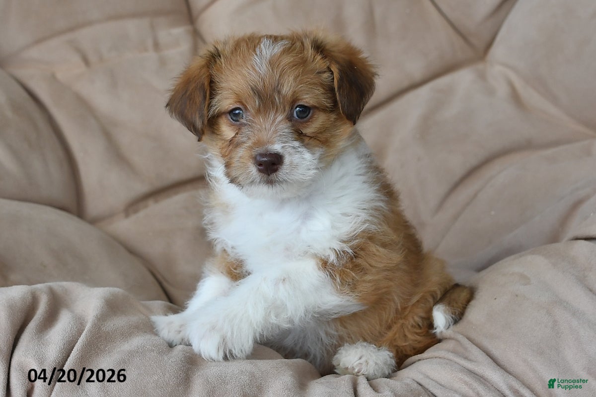 Mixed Breed dogs Duster - Ad 2