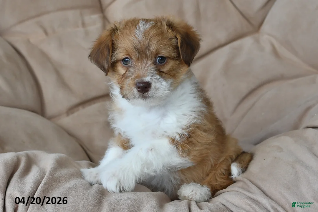 Mixed Breed dogs for sale: Duster - Ad 2