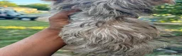 Yorkshire Terrier dogs for sale: Yorkshire Terrier 2 - Ad 10