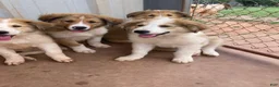 Collie dogs for sale: Martine - Ad 2