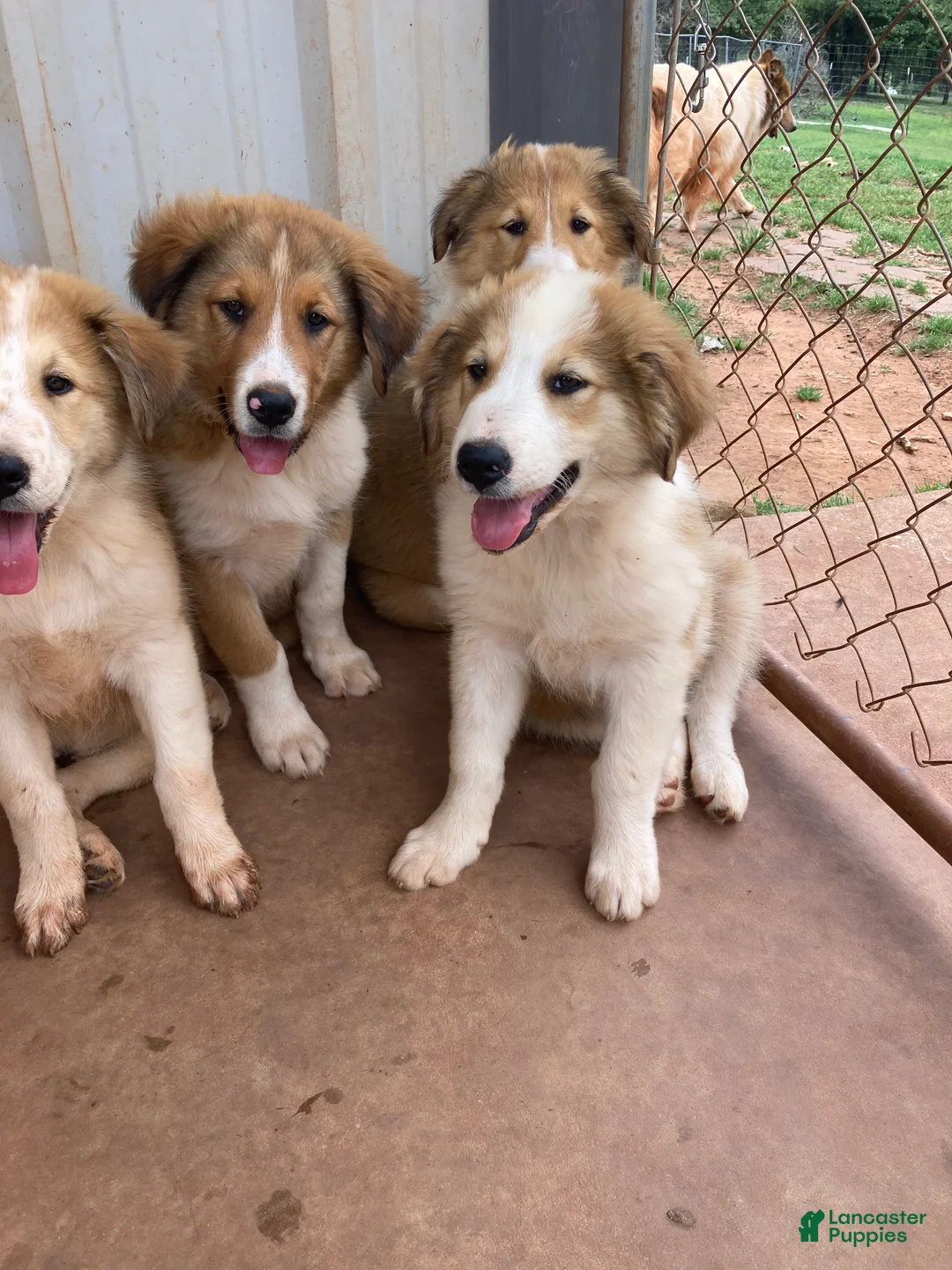Collie dogs for sale: Martine - Ad 2