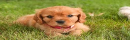 Cavalier King Charles Spaniel dogs for sale: Luna Cavalier King Charles Spaniel  - Ad 5