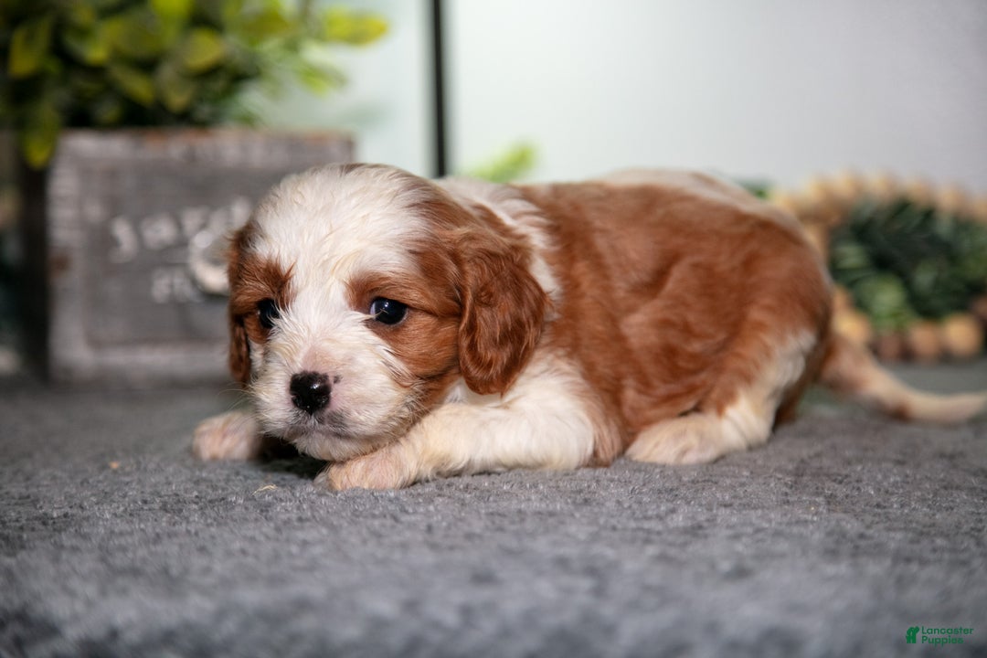 Cavapoo dogs for sale: Jack - Ad 3