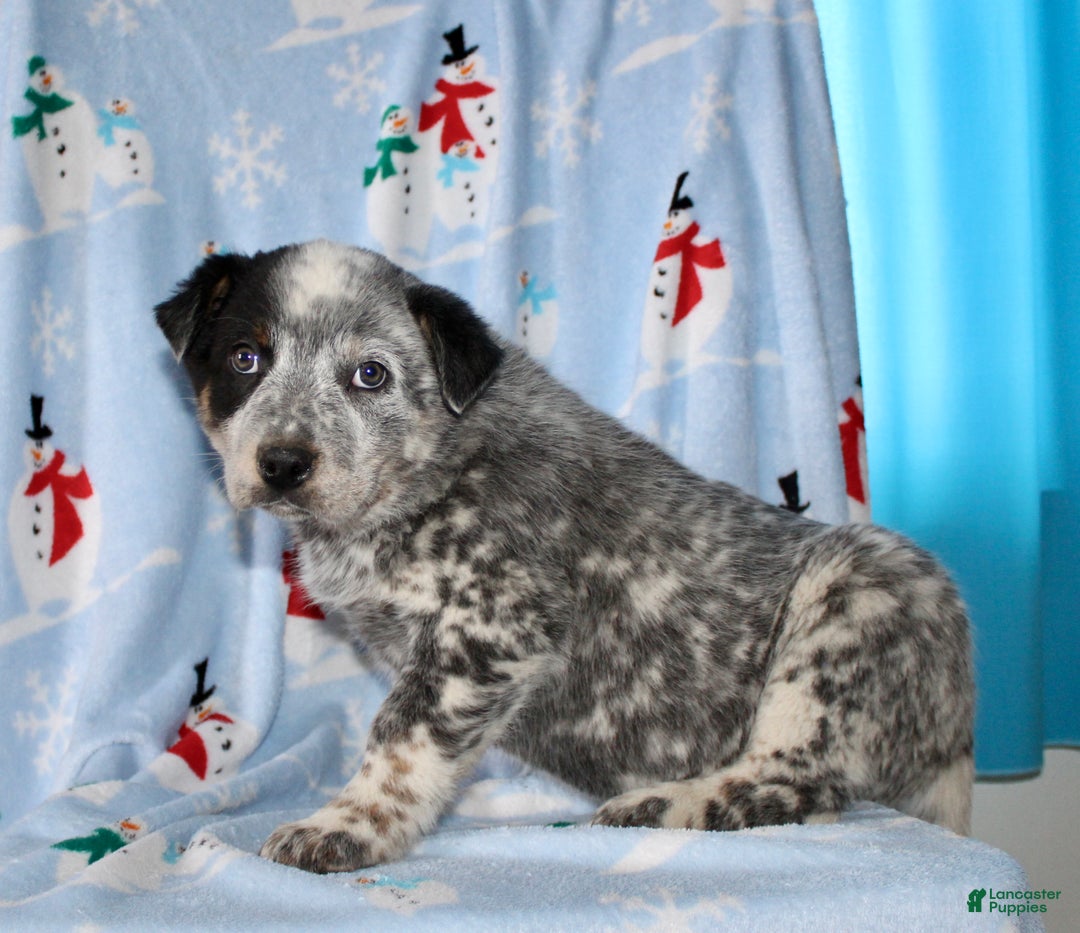 Australian Cattle Dog dogs for sale: Rusty - Ad 6