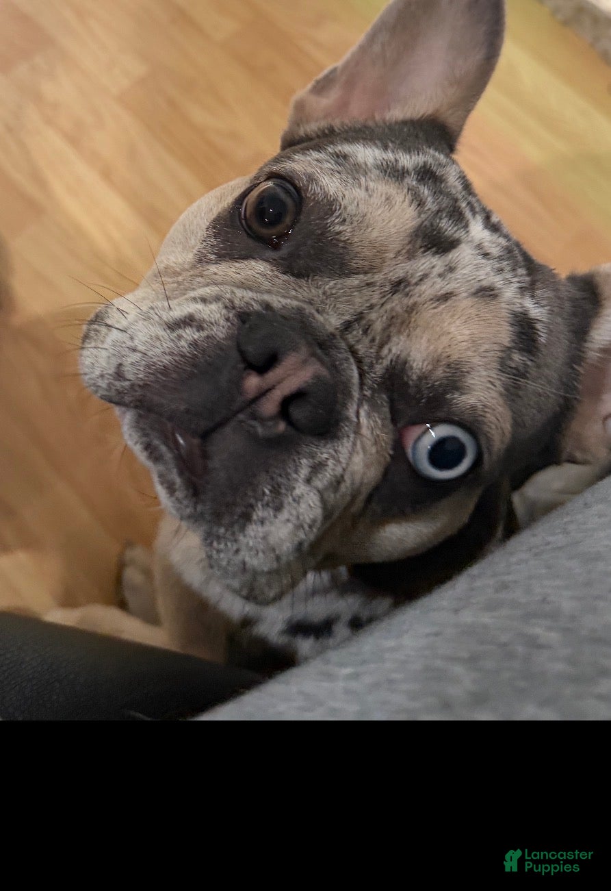 French Bulldog dogs French Bulldog Puppy 2 - Ad 15